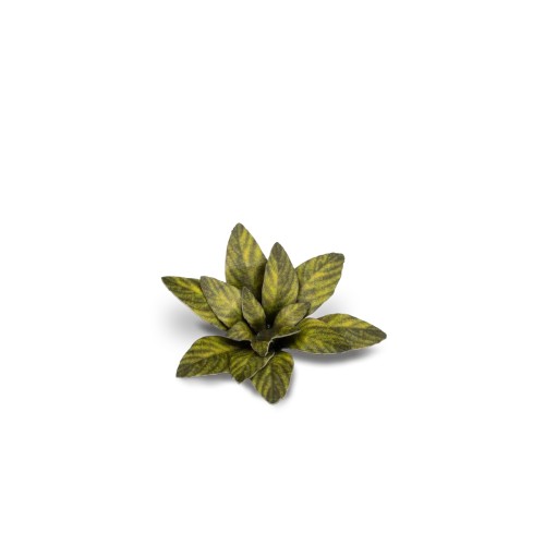 Gamers Grass Laser Plants Dumb Cane 2