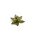 Gamers Grass Laser Plants Dumb Cane 2