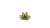 Gamers Grass Laser Plants Dumb Cane 4