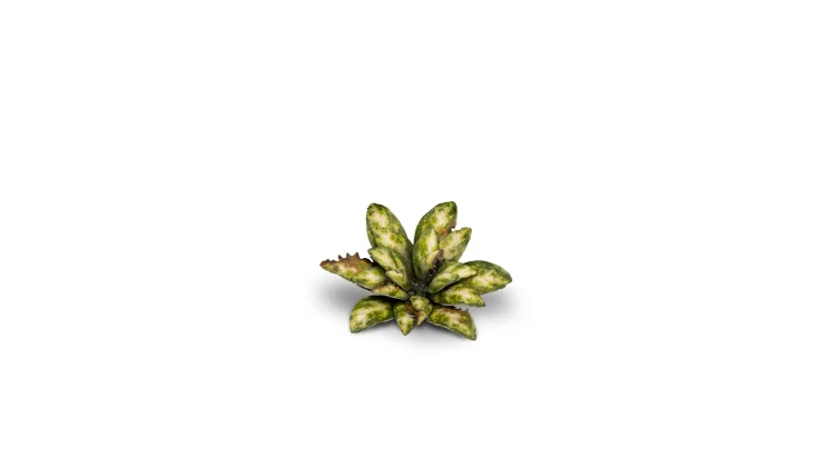 Gamers Grass Laser Plants Dumb Cane 4