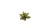 Gamers Grass Laser Plants Dumb Cane 5