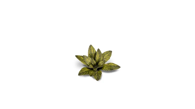 Gamers Grass Laser Plants Dumb Cane 5
