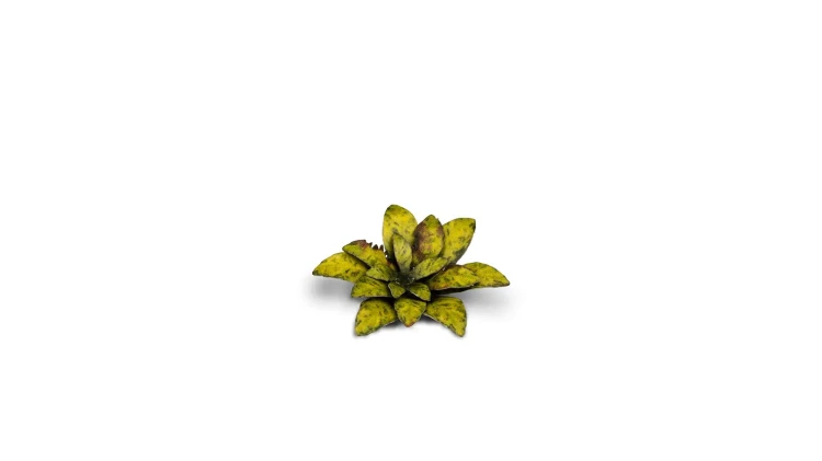 Gamers Grass Laser Plants Dumb Cane 6