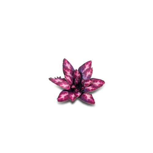 Gamers Grass Laser Plants Alien Rosette 2