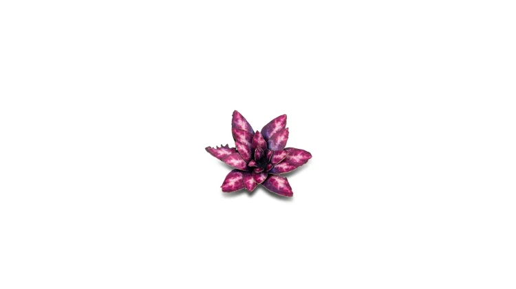 Gamers Grass Laser Plants Alien Rosette 5