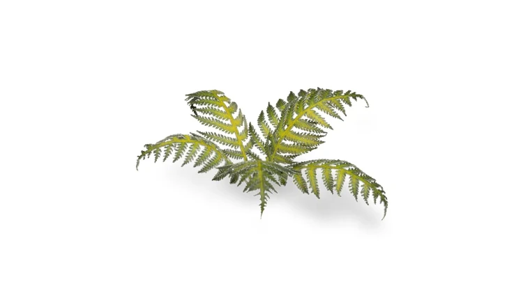 Gamers Grass Laser Plants Bracken 4
