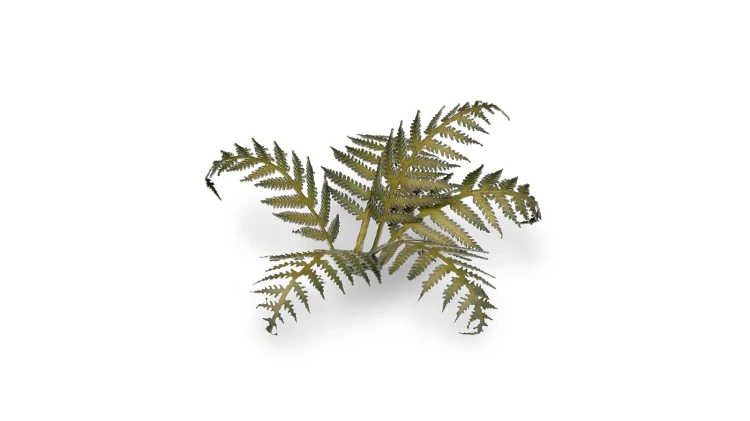 Gamers Grass Laser Plants Bracken 5