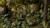 Gamers Grass Laser Plants Bracken 7