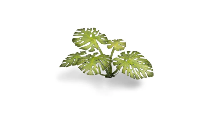 Gamers Grass Laser Plants Monstera 4