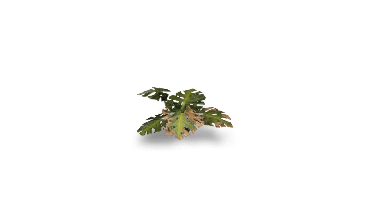Gamers Grass Laser Plants Monstera 6