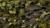 Gamers Grass Laser Plants Monstera 8