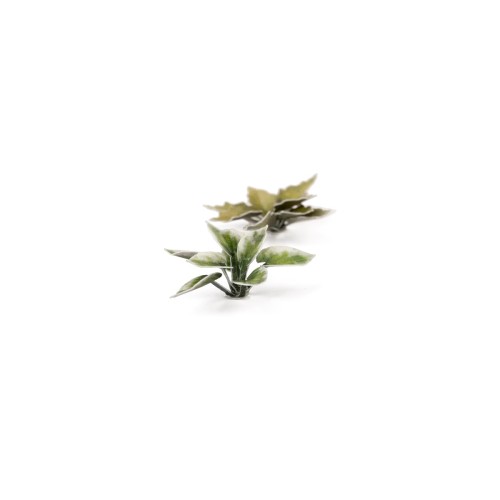 Gamers Grass Laser Plants Plantain Lily 2