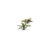 Gamers Grass Laser Plants Plantain Lily 2
