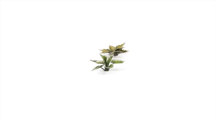 Gamers Grass Laser Plants Plantain Lily 4