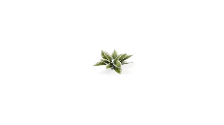 Gamers Grass Laser Plants Plantain Lily 5