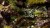 Gamers Grass Laser Plants Plantain Lily 8