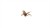 Gamers Grass Laser Plants Deer Fern 5