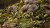Gamers Grass Laser Plants Deer Fern 7