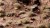 Gamers Grass Light Brown 6mm Wild 7