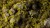Gamers Grass Moss 2mm 5