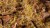 Gamers Grass Beige 2mm 5