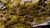 Gamers Grass Swamp 4mm Wild 7