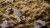 Gamers Grass Autumn 5mm Wild 7