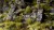 Gamers Grass Jungle XL 6