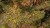 Gamers Grass Dandelion Tiny Flowers 4