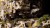 Gamers Grass Tiny Dark Moss 5