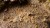 Gamers Grass Tiny Beige 5