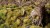 Gamers Grass Green Meadow Set 5