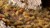 Gamers Grass Dry Steppe Set 5